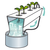 Гидропоника